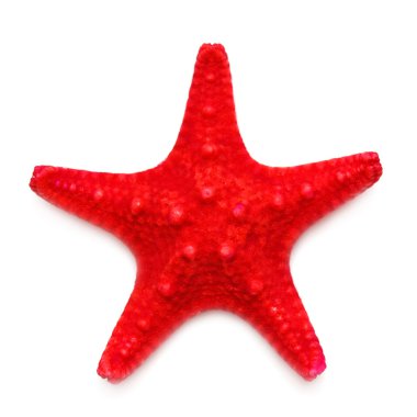 Kızıl Deniz yıldızı
