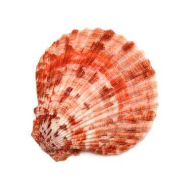 Deniz kabuğu
