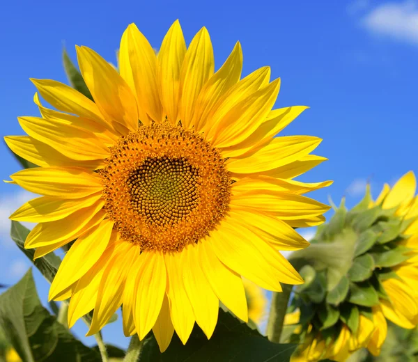 Zonnebloem — Stockfoto