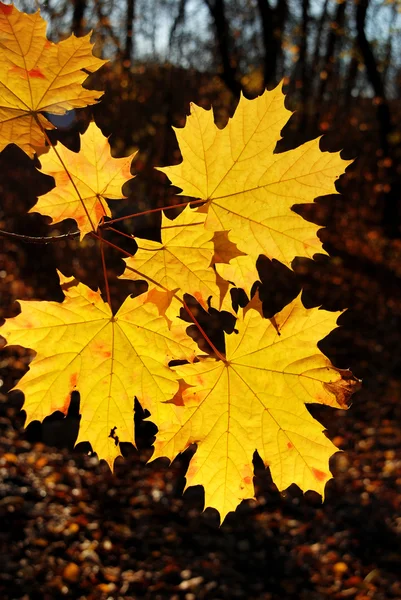 Yellow maple — Stock Photo, Image