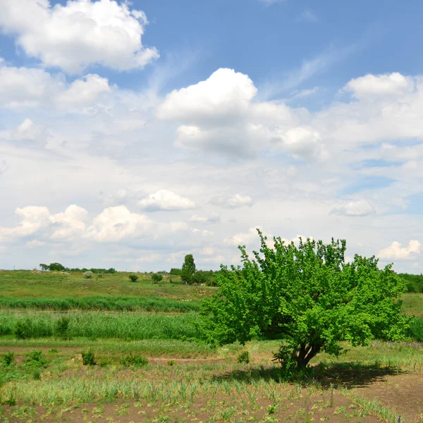 Feld — Stockfoto