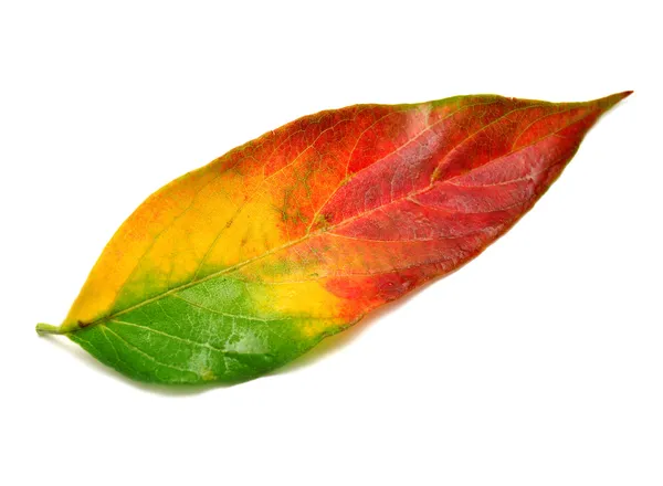 Maple leaf — Stock Photo, Image