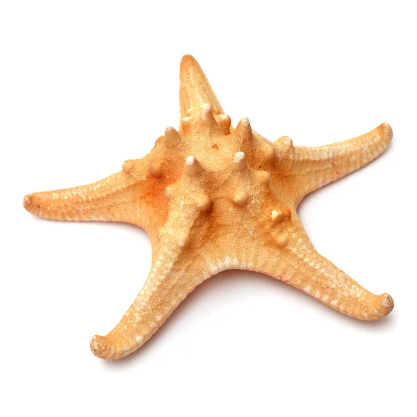 Sea star — Stock Photo, Image