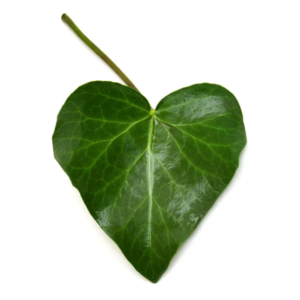 Single Leaf — Stock Photo, Image