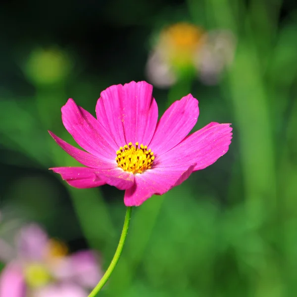 Roze kosmeya — Stockfoto