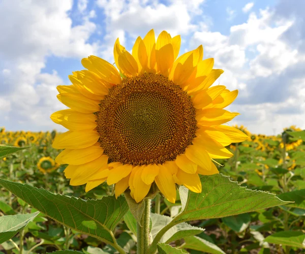 Zonnebloem — Stockfoto