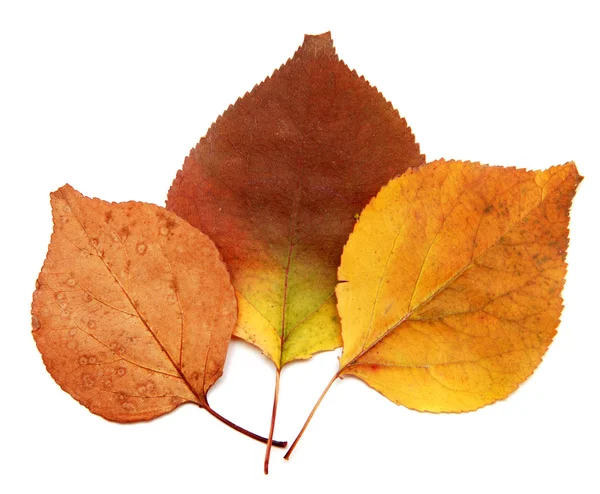 Three apricots autumn leaf — Stock Photo, Image