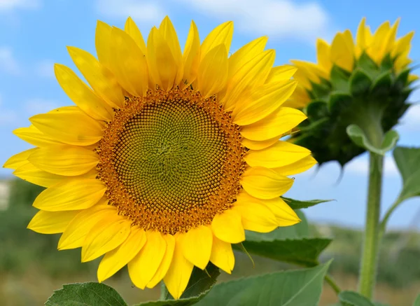 Zonnebloem — Stockfoto