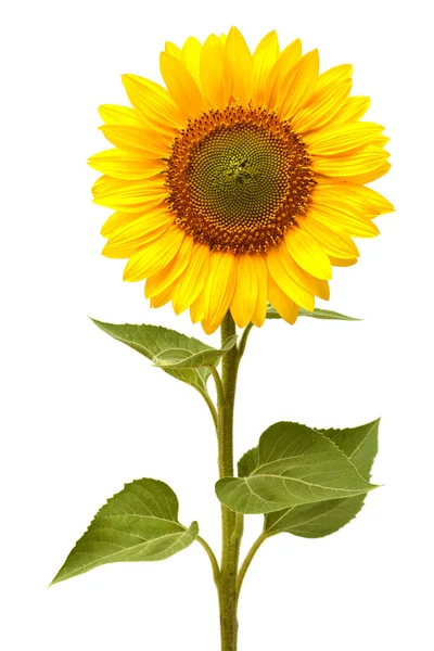 Sunflower — Stock Photo, Image