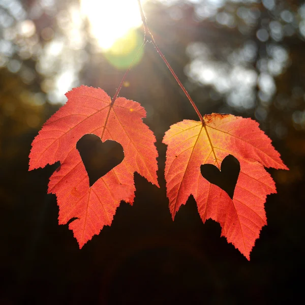 Dos hojas de otoño — Foto de Stock
