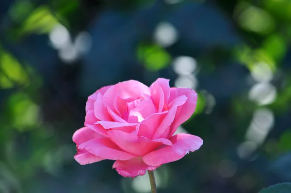 Pink rose — Stock Photo, Image