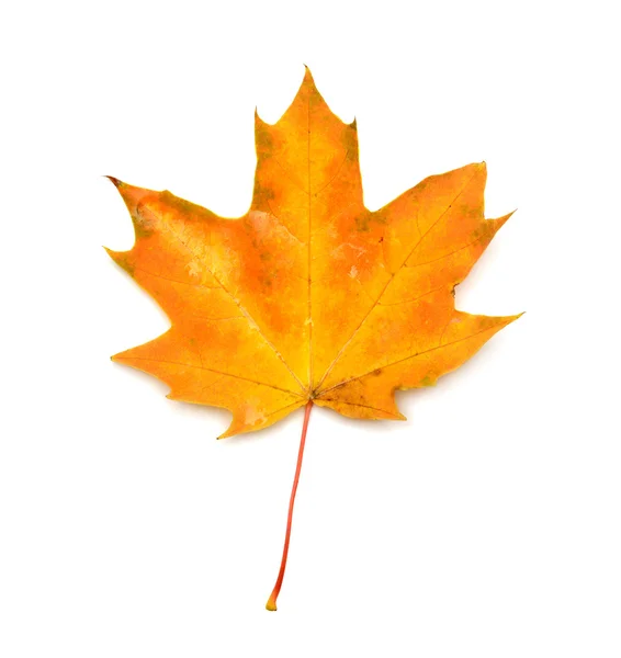 Yellow leaf — Stock Photo, Image