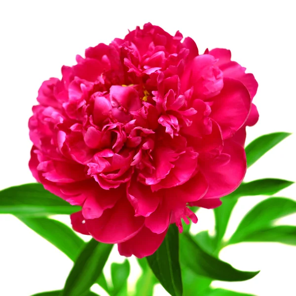 Pink peony — Stock Photo, Image