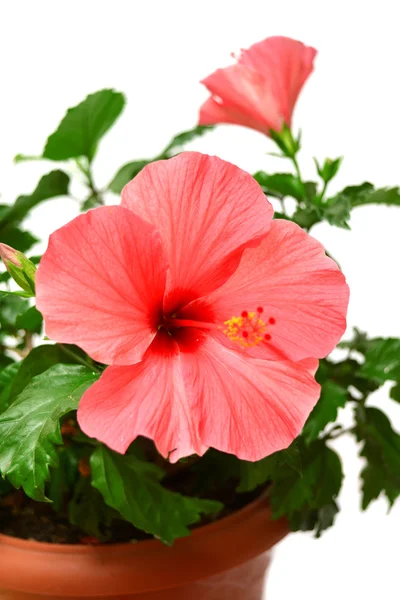 Roze hibiscus — Stockfoto