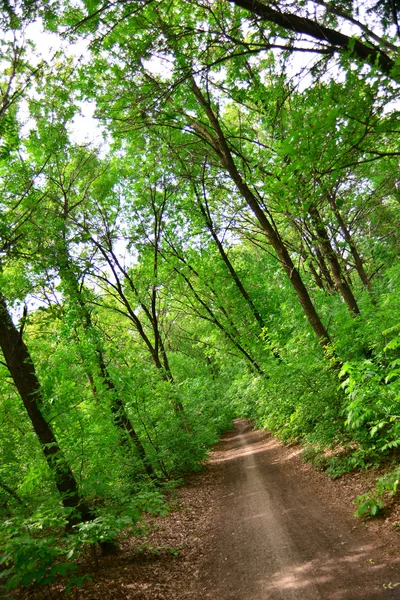 Floresta — Fotografia de Stock