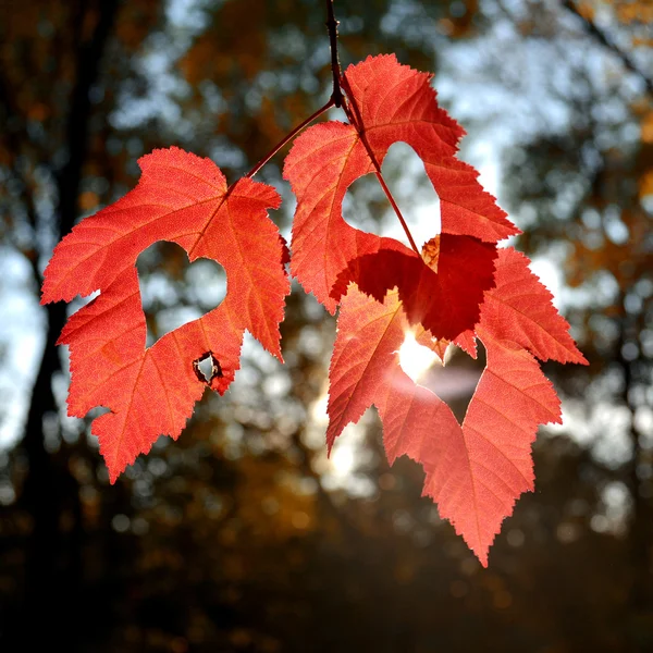 Three autumn leaves — Stock Photo, Image