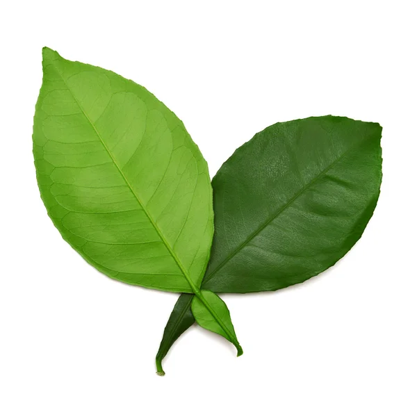 Leaf — Stock Photo, Image