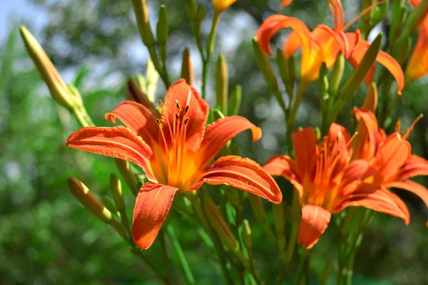 Yellow lily — Stock Photo, Image