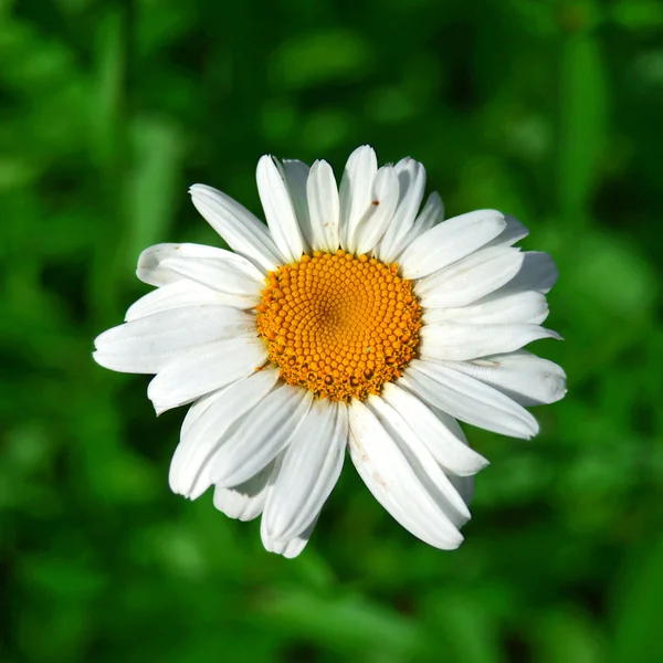 Hvid marguerit - Stock-foto