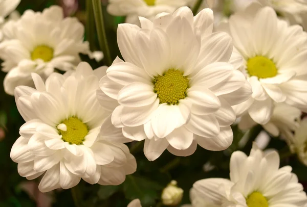 Chrysanthemen — Stockfoto