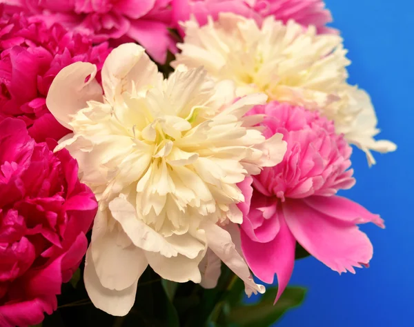 Bouquet di peonie — Foto Stock