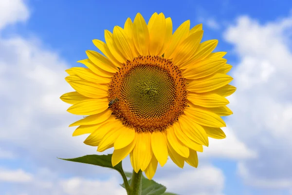 Girasole — Foto Stock