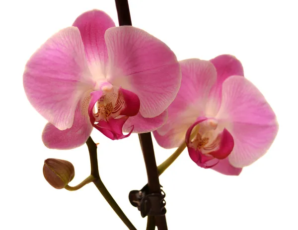 Purple orchid — Stock Photo, Image