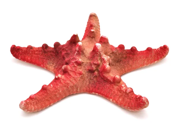 红色海洋之星 — 图库照片