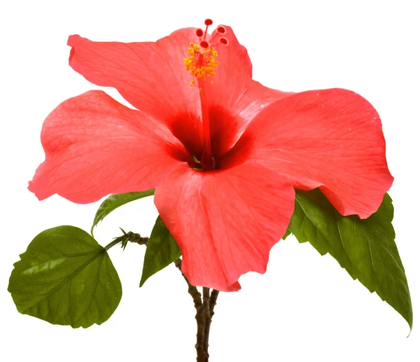 Hibisco-de-rosa — Fotografia de Stock