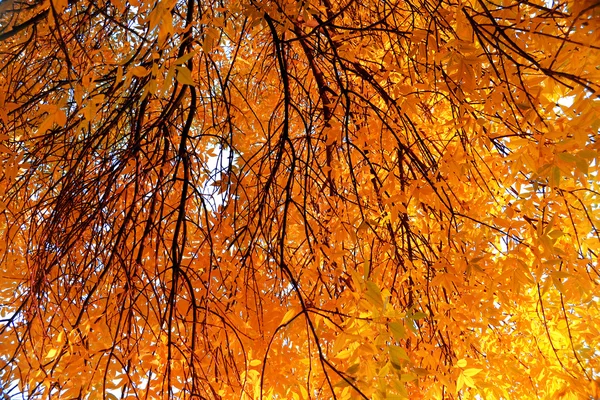 Herbst — Stockfoto