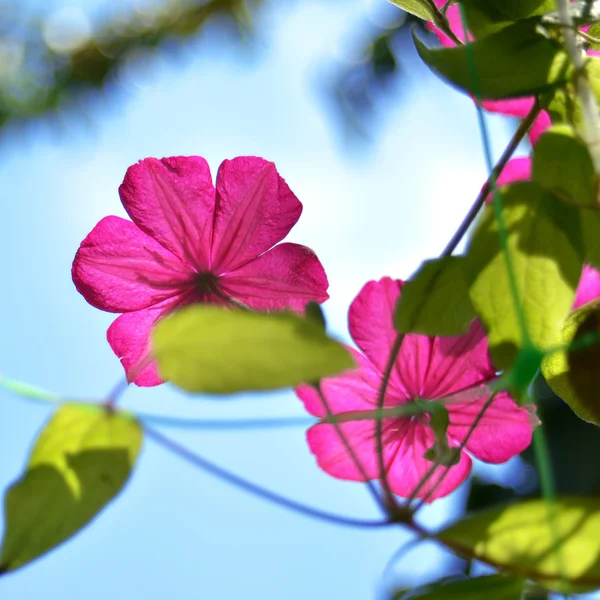 Paarse clematis — Stockfoto