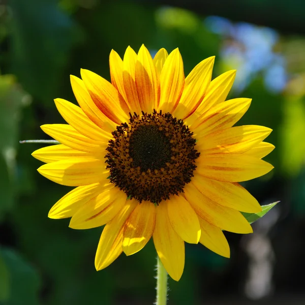 Zonnebloem — Stockfoto