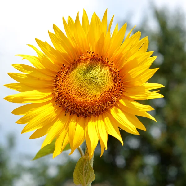 Mooie zonnebloem — Stockfoto