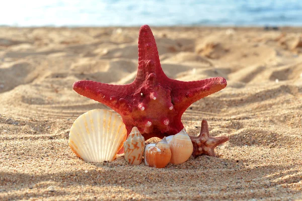 Zeesterren — Stockfoto