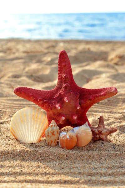 Starfish — Stock Photo, Image