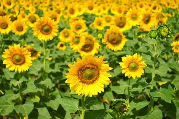 Mooie zonnebloemen — Stockfoto