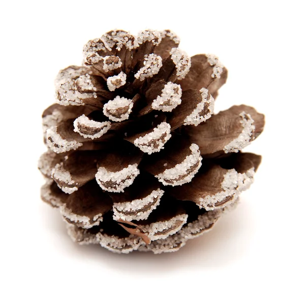 Pine Cone — Stock Photo, Image