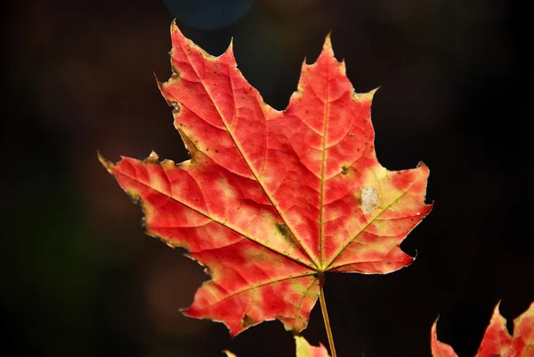 Red maple — Stock Photo, Image