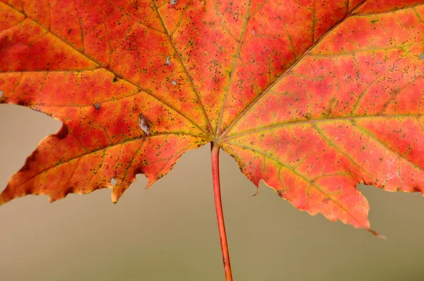 Red maple — Stock Photo, Image