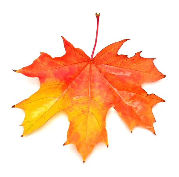 Red leaf — Stock Photo, Image