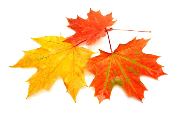 Tarjeta de otoño —  Fotos de Stock