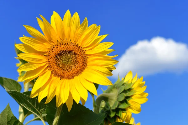 Zonnebloem — Stockfoto