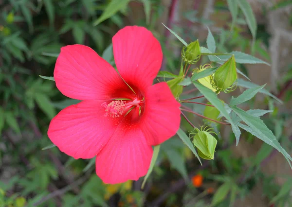 Gyönyörű rózsaszín hibiszkusz — Stock Fotó