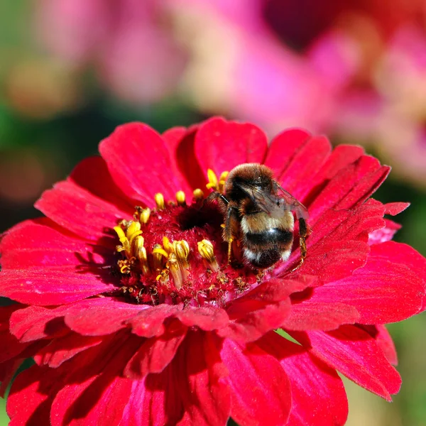 Pink daisy — Stock Photo, Image