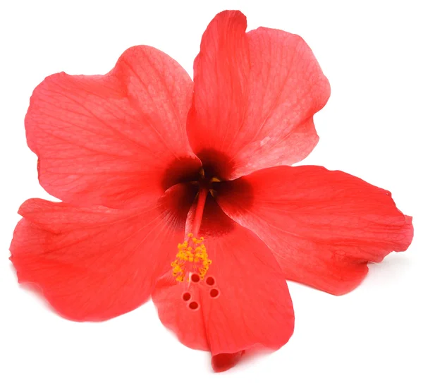 Roze hibiscus — Stockfoto