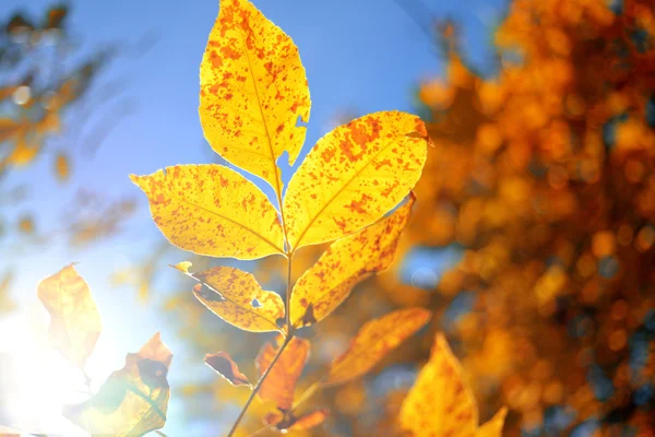 Branch — Stock Photo, Image