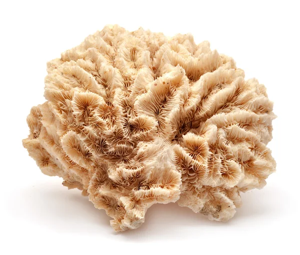 Κοράλλι — Φωτογραφία Αρχείου