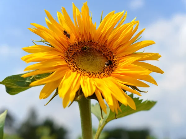 Solros — Stockfoto