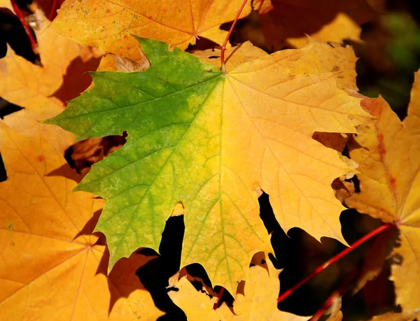 Yellow maple — Stock Photo, Image