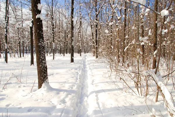 Winter landscape — Stock Photo, Image